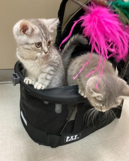 Two Kittens in a Basket