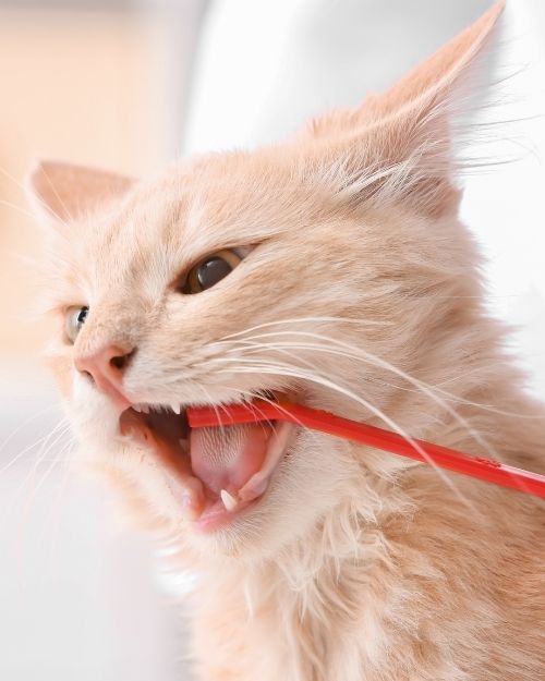 Cat Brushing its Teeth
