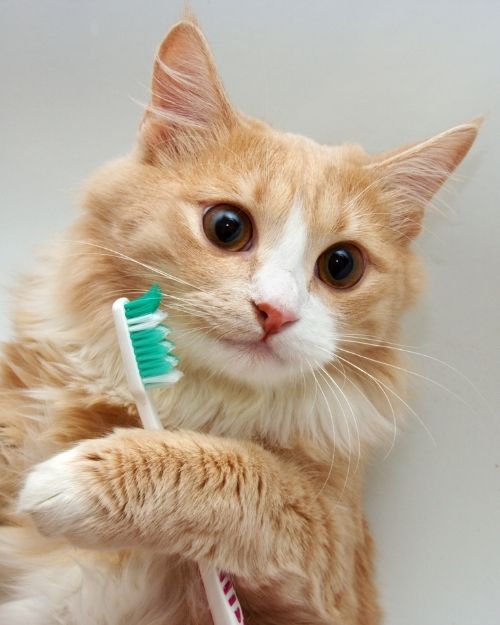 Cat Dentistry - cat toothbrush
