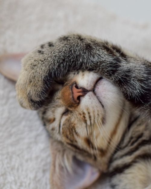 A Cat Sleeping with Paw on its Face