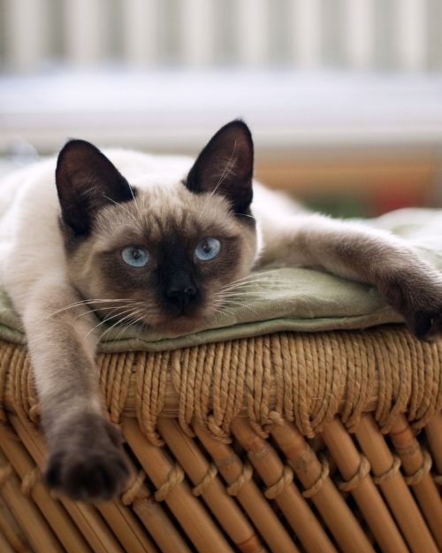 Cat Lying on a Basket