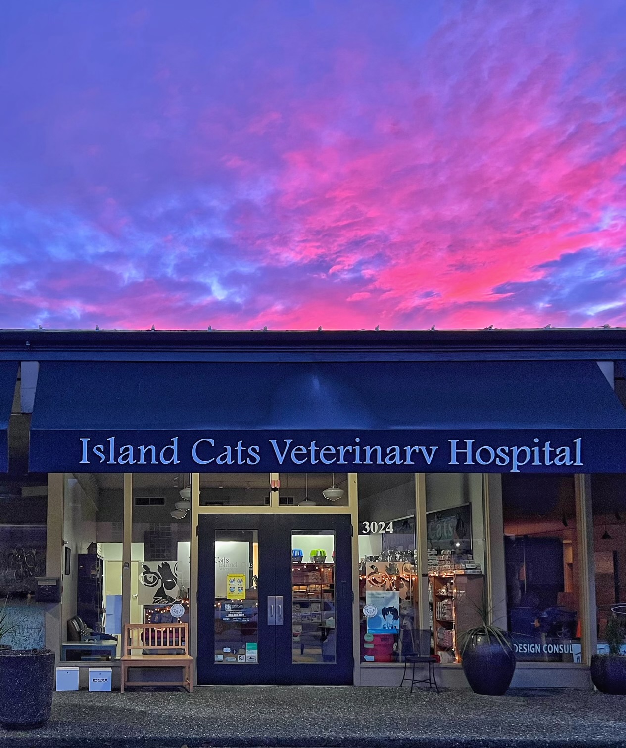 island cats veterinary hospital