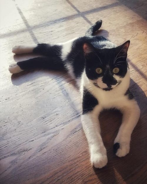 A Black and White Cat