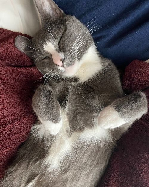 A Cat Sleeping Peacefully