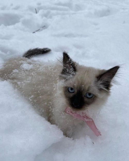 A Kitten Playing in Snow