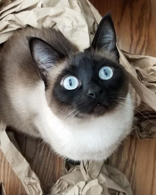 A Cat with Blue Eyes Looking up