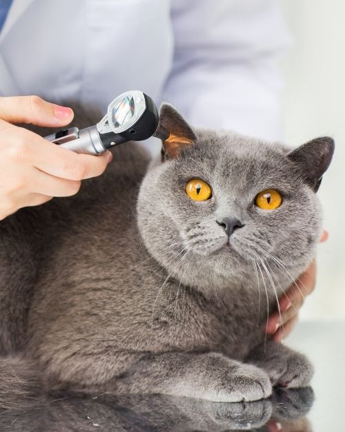 cat wellness exams