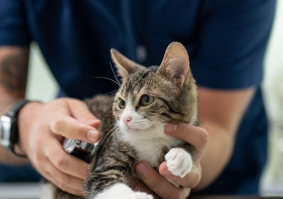 Heartworm 101 for Cats