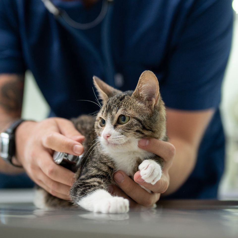 vet examining cat