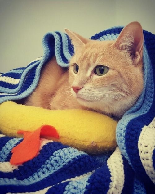 A Cat in Blanket