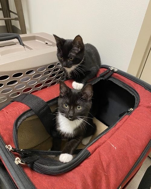 Kittens Sitting in a Bag