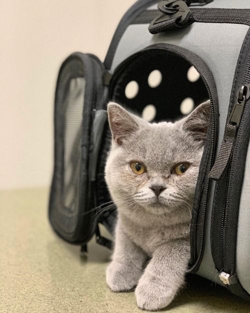 grey cat in carrier