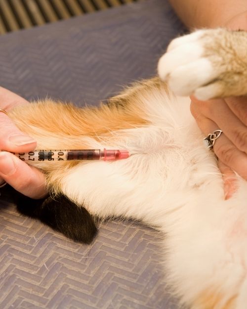 A Veterinarian Injecting a Cat