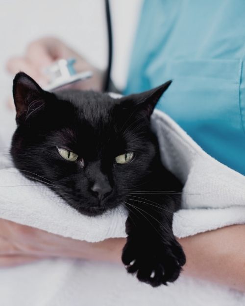 island cat - urgent care