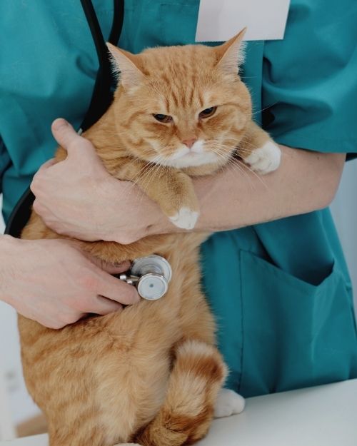 Veterinarian Checking up a Cat