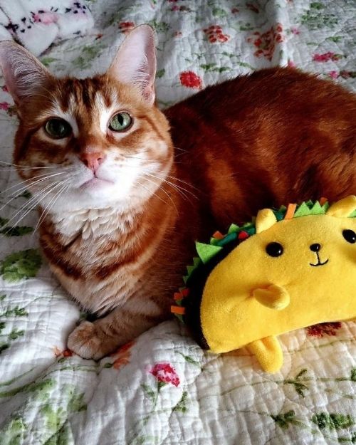 A Cat with Taco Toy