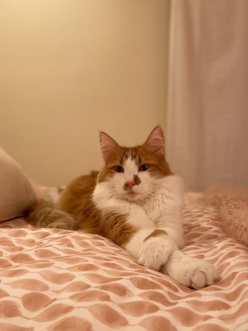 A Brown and White Cat Lying on Bed