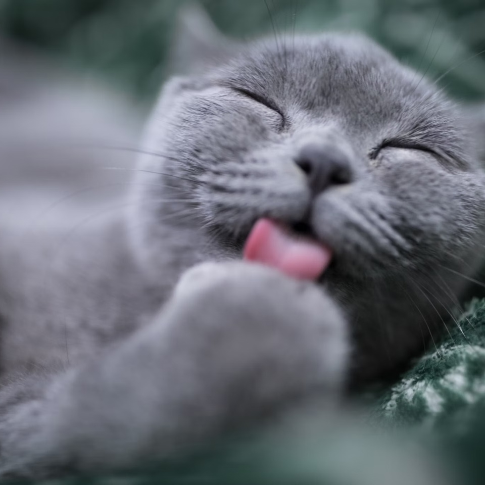 A black cat licking
