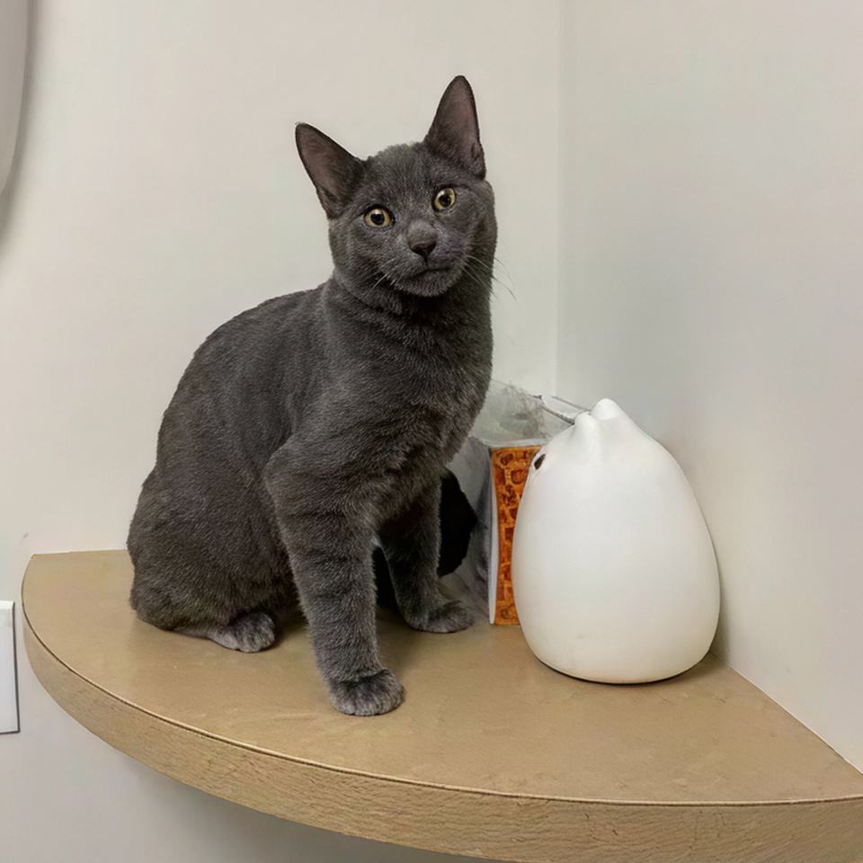 A black cat looking at you