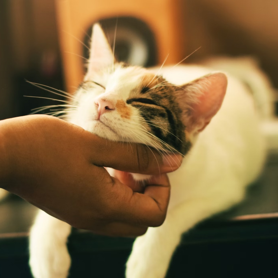 A cat cuddling
