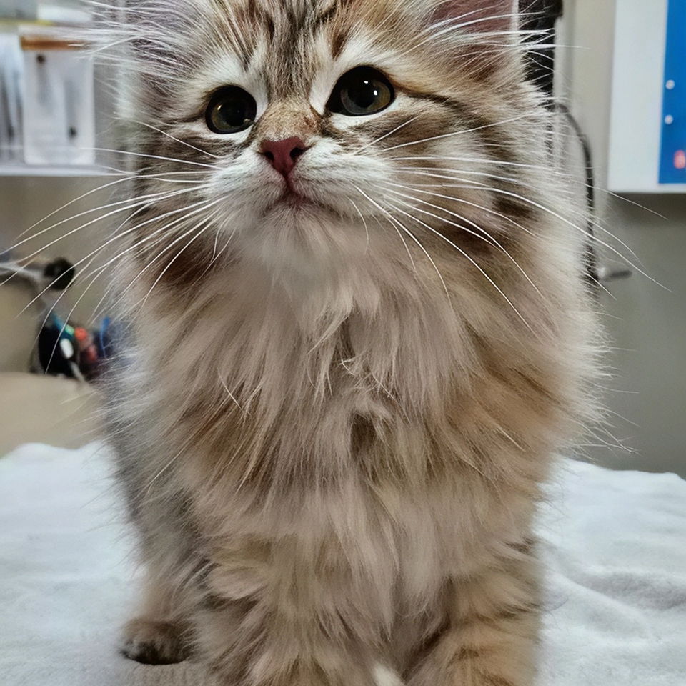 A grey cat