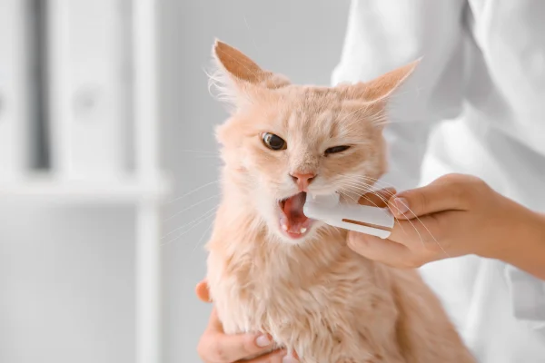 A light orange cat receiving dental care from a veterinarian using a finger toothbrush.