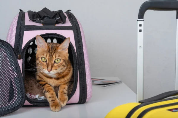 A relaxed tabby cat lying comfortably in a pink travel carrier next to luggage.