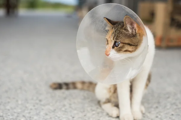 A calico cat sitting on the floor wearing a protective cone around its neck.