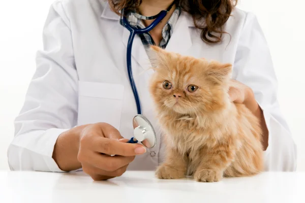 A veterinarian examining an orange kitten with a stethoscope.