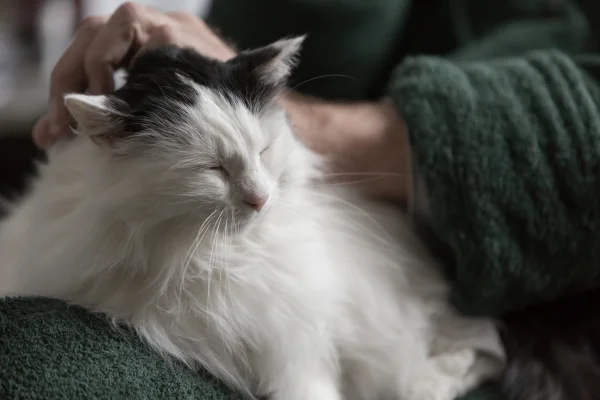 A relaxed, long-haired white and black cat being gently petted by a person in a soft, comforting environment.