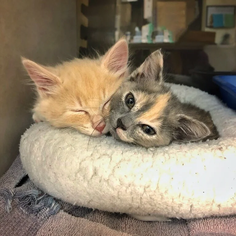 Two kittens snuggle together on a soft, white pet bed, with one peacefully sleeping and the other gazing at the camera.