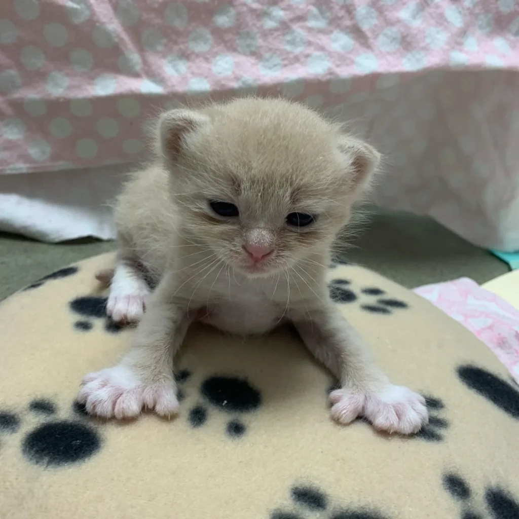 Island-Cats-Veterinary-Hospital_Cat-Photo-029 A tiny cream-colored kitten with a pink nose and little white paws sits on a paw-print blanket, looking sleepy and curious.