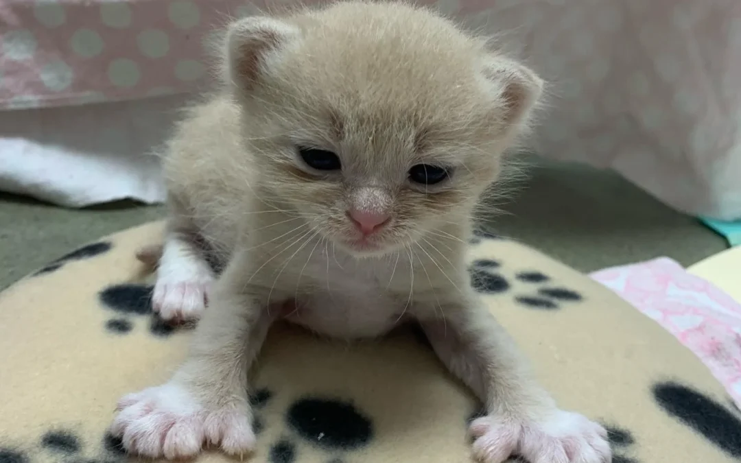A tiny cream-colored kitten with a pink nose and little white paws sits on a paw-print blanket, looking sleepy and curious.