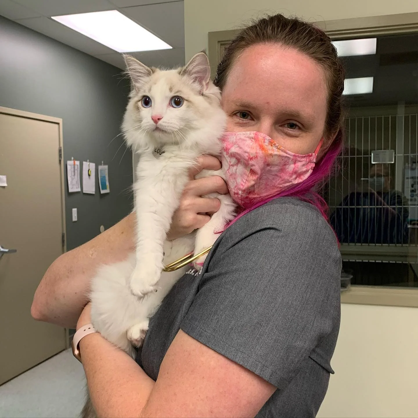 A veterinarian with pink hair and a colorful mask holds a fluffy white and brown cat in a clinic setting.