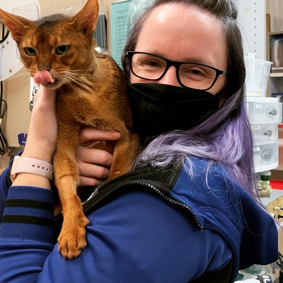 A veterinary staff member with purple hair and glasses holds a sleek, reddish-brown cat at Island Cats Veterinary Hospital.
