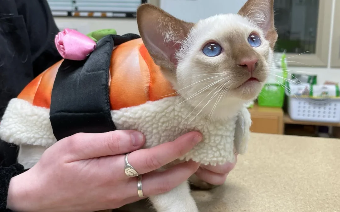 A Siamese kitten wears a sushi-themed costume.