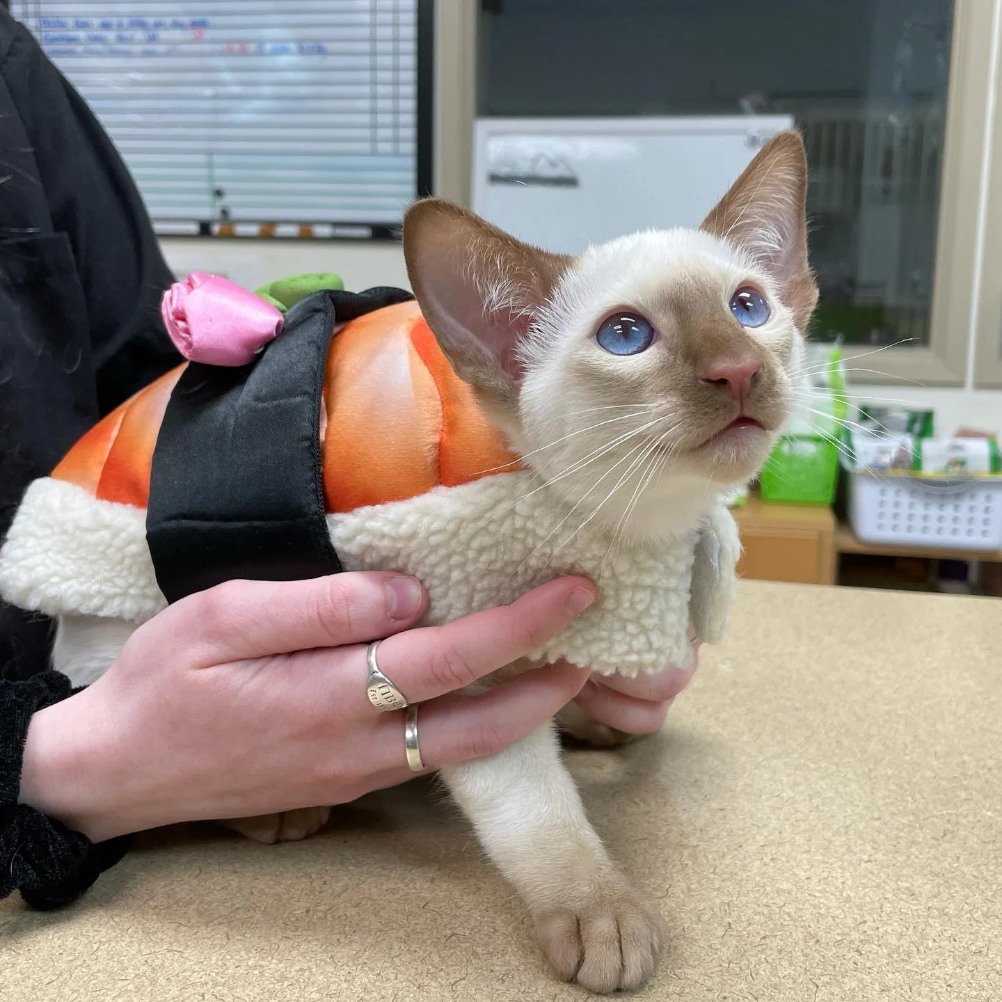 A Siamese kitten wears a sushi-themed costume.