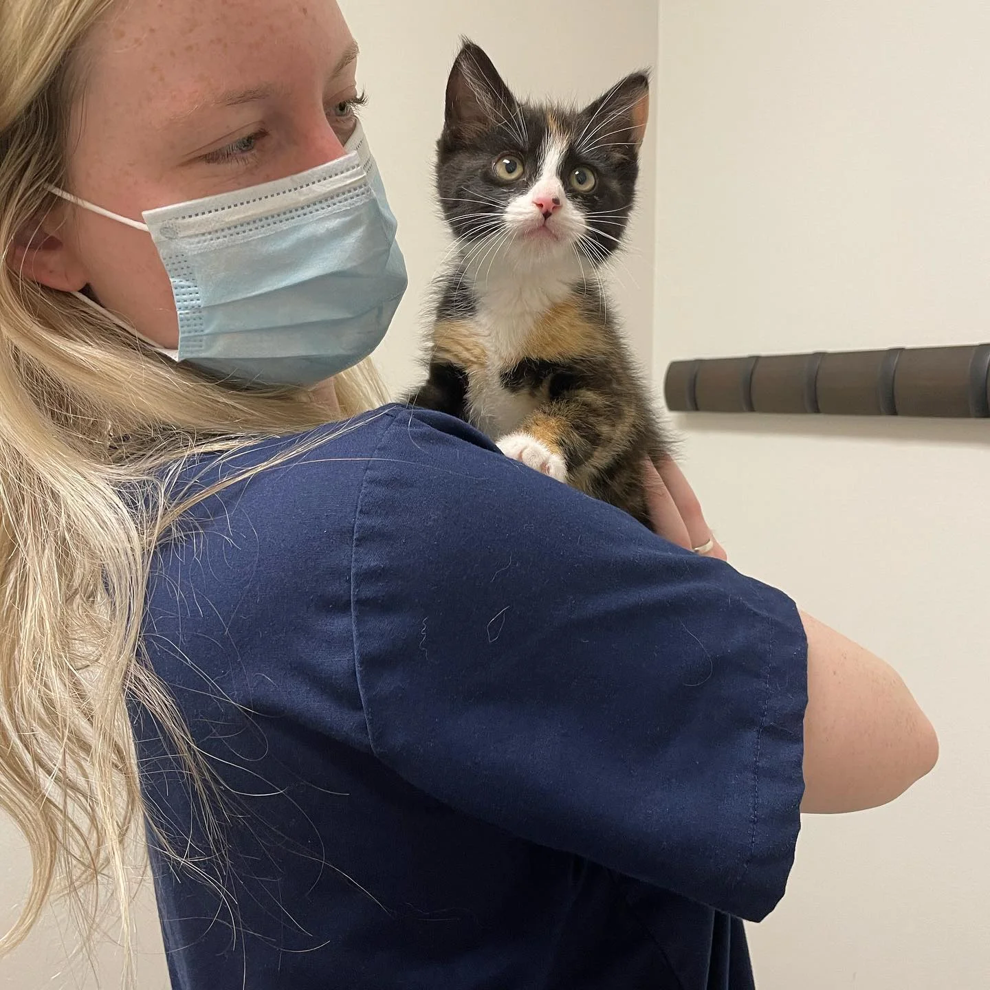 A calico kitten sits on a vet tech’s shoulder.