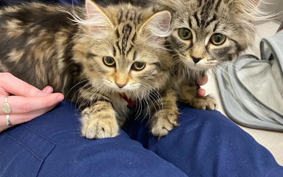 Two fluffy tabby kittens sit on a vet tech’s lap.
