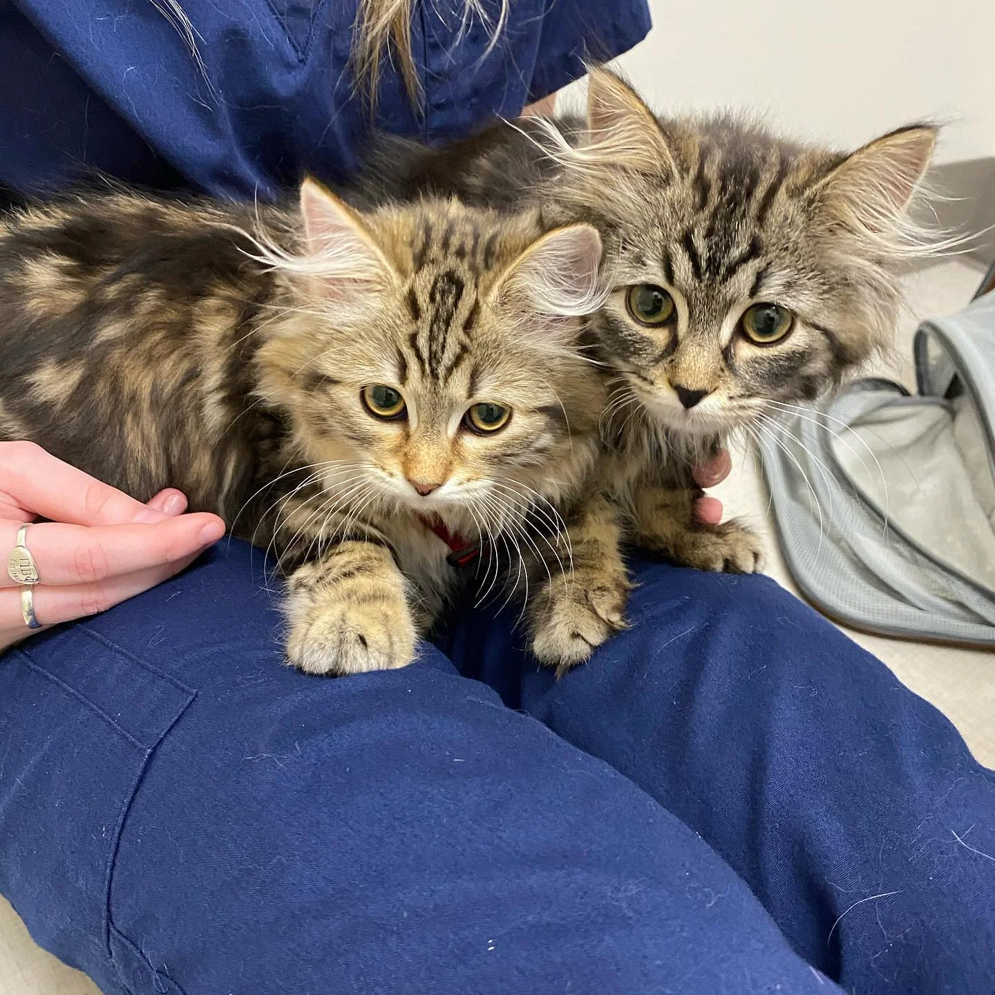 Two fluffy tabby kittens sit on a vet tech’s lap.