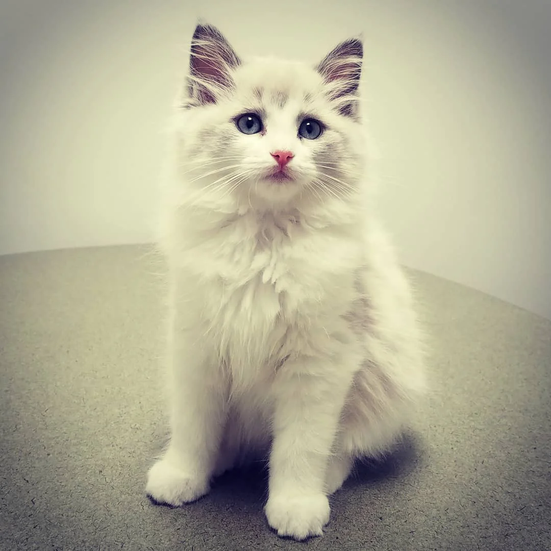 someone holding a cute white & grey cat
