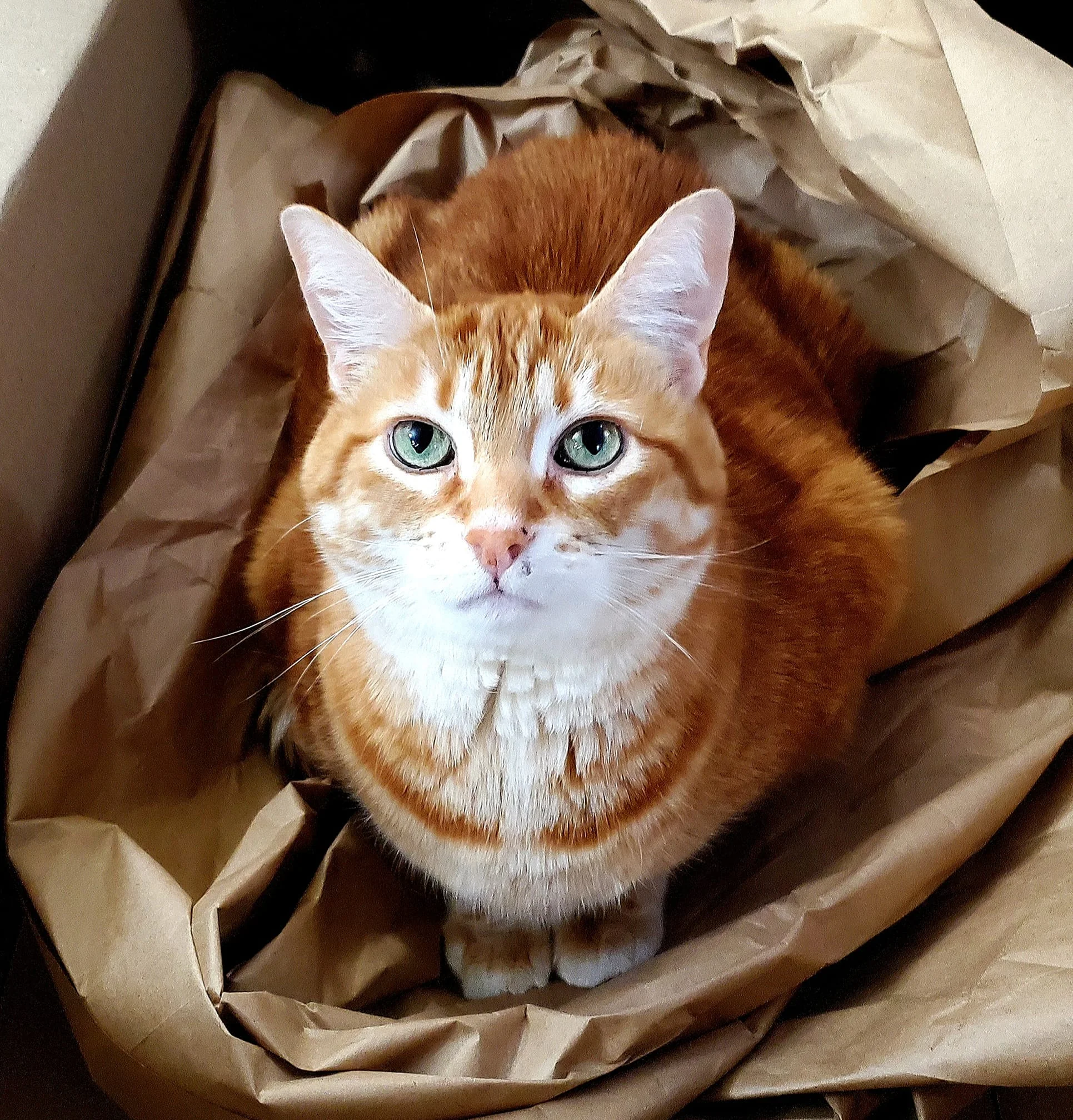 An orange tabby cat sitting attentively on crumpled brown packing paper.