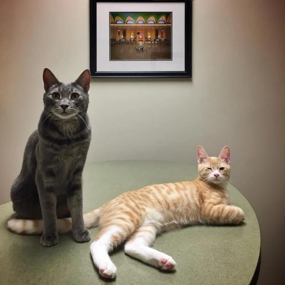 Two cats, one gray sitting upright and one orange lying down, relaxing together on an exam table.