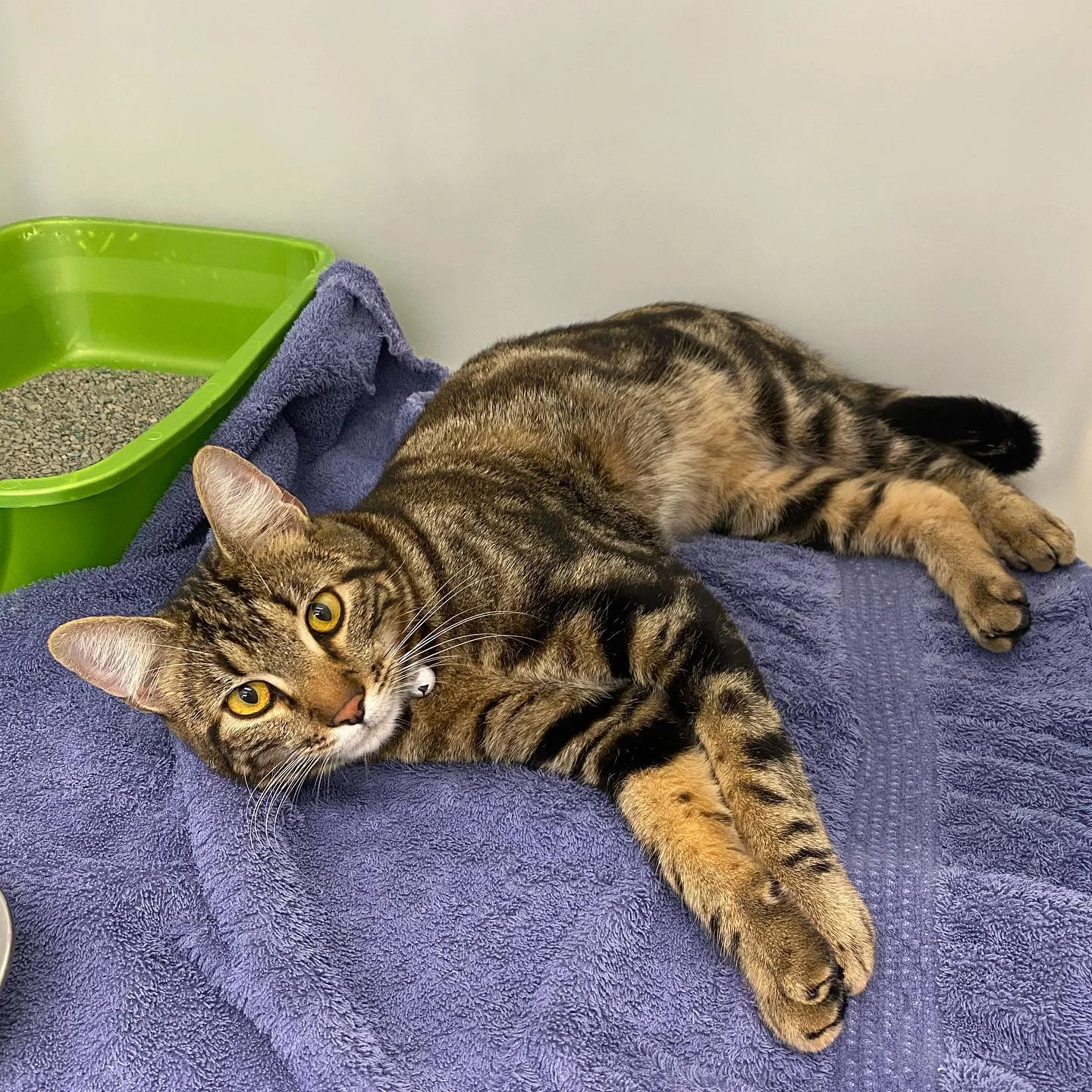 A relaxed tabby cat stretches out comfortably on a purple towel next to a green litter box.