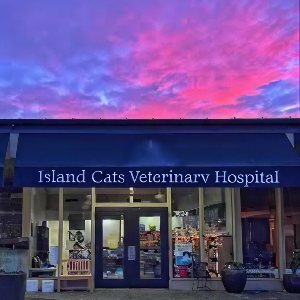 Island cats hospital
