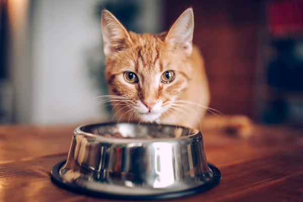 An orange tabby cat looking directly at the camera while standing behind a silver food bowl on a wooden surface.