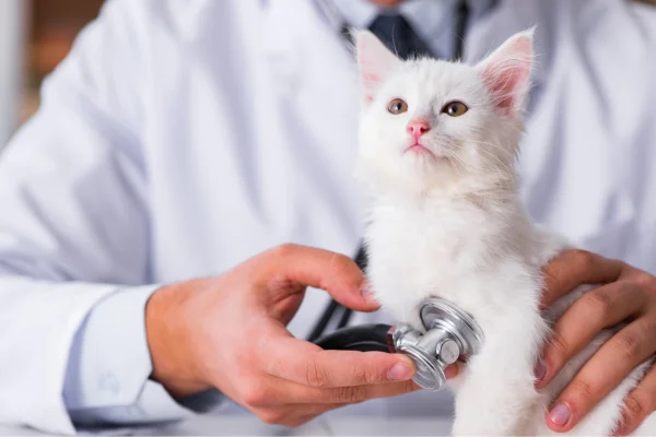 A white kitten receiving a check-up with a stethoscope held by a veterinarian.