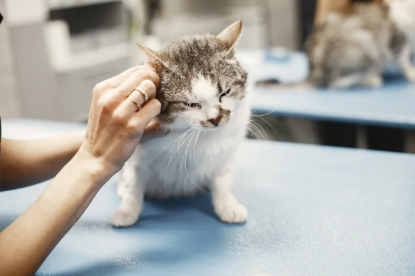 A gray and white cat calmly enjoying being petted during a veterinary wellness exam.