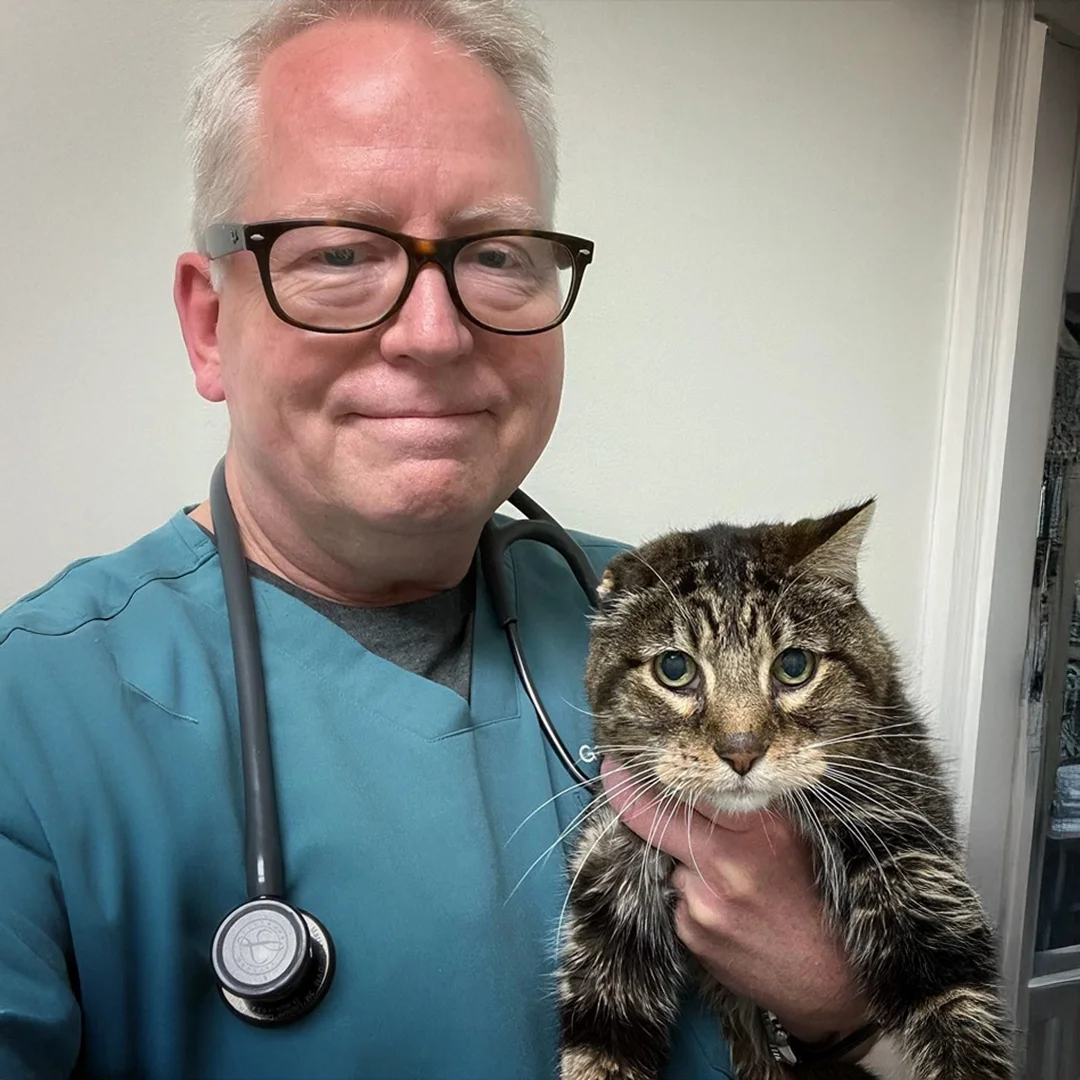A veterinarian holding a cat