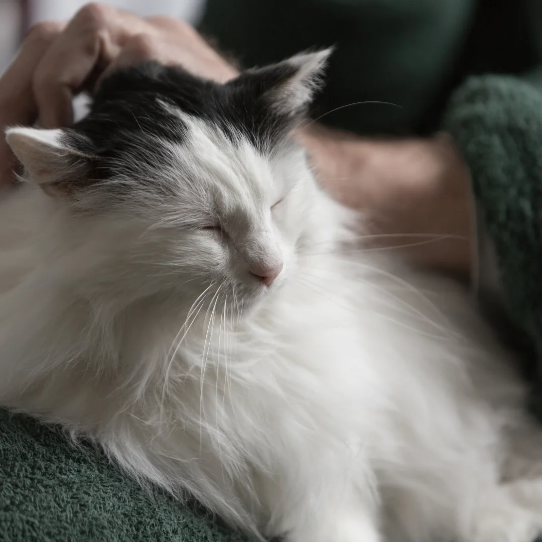 A cat sitting over a sofa